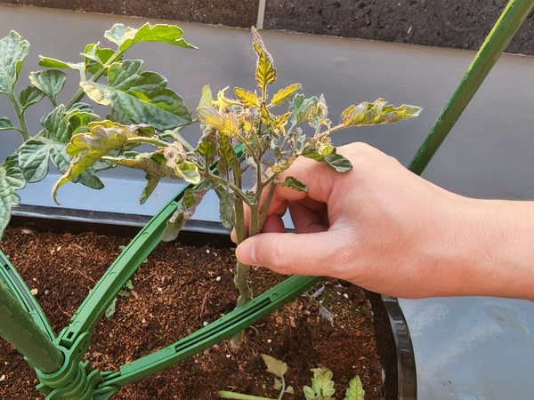 테라스 텃밭 집에서 방울토마토를 기르다 33