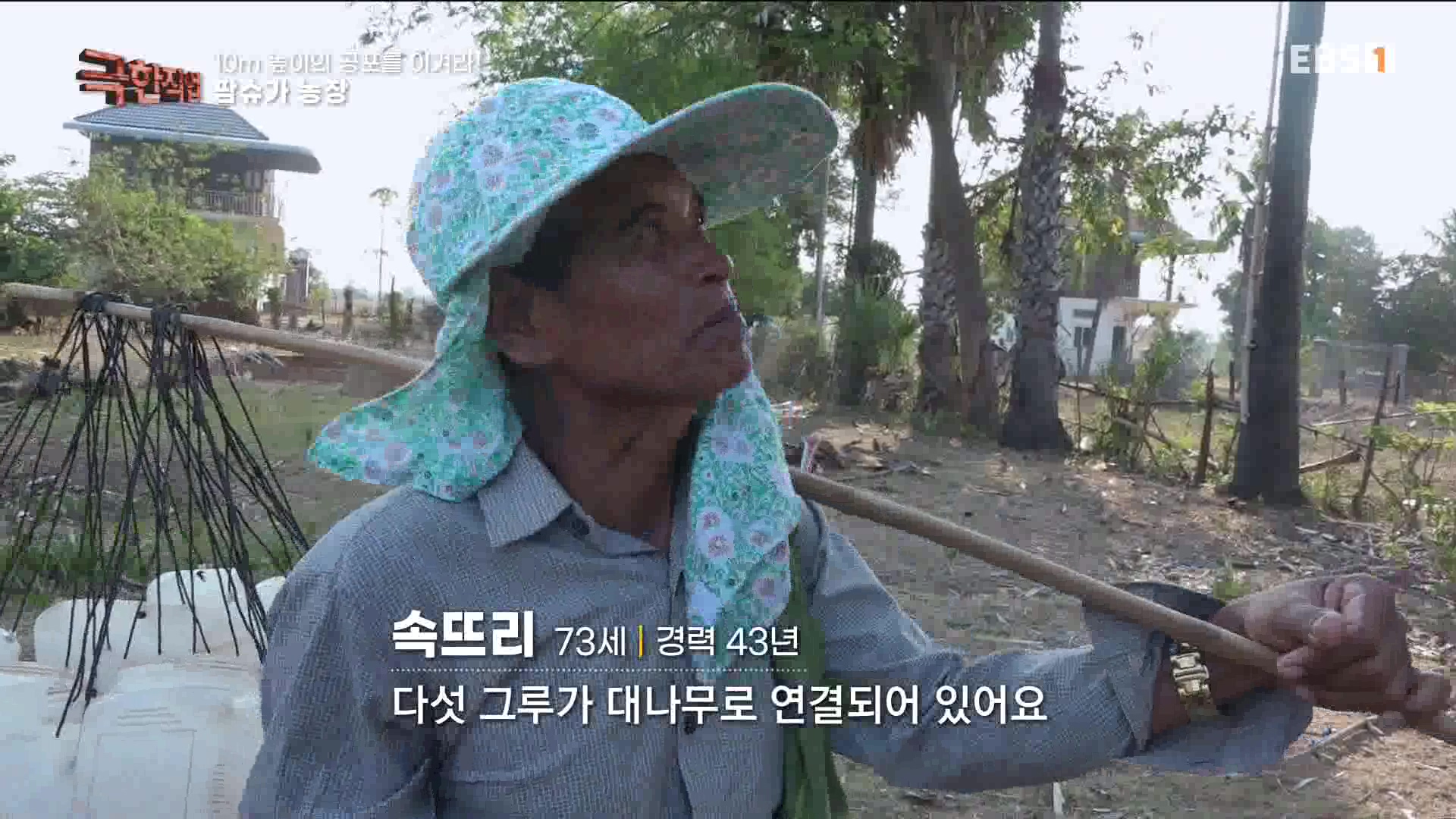 [극한 직업] 캄보디아 팜슈가 농장 230624.mp4_20230701_185230.217.jpg