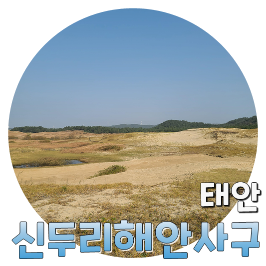  국내 최대의 모래언덕...? 신두리해안사구