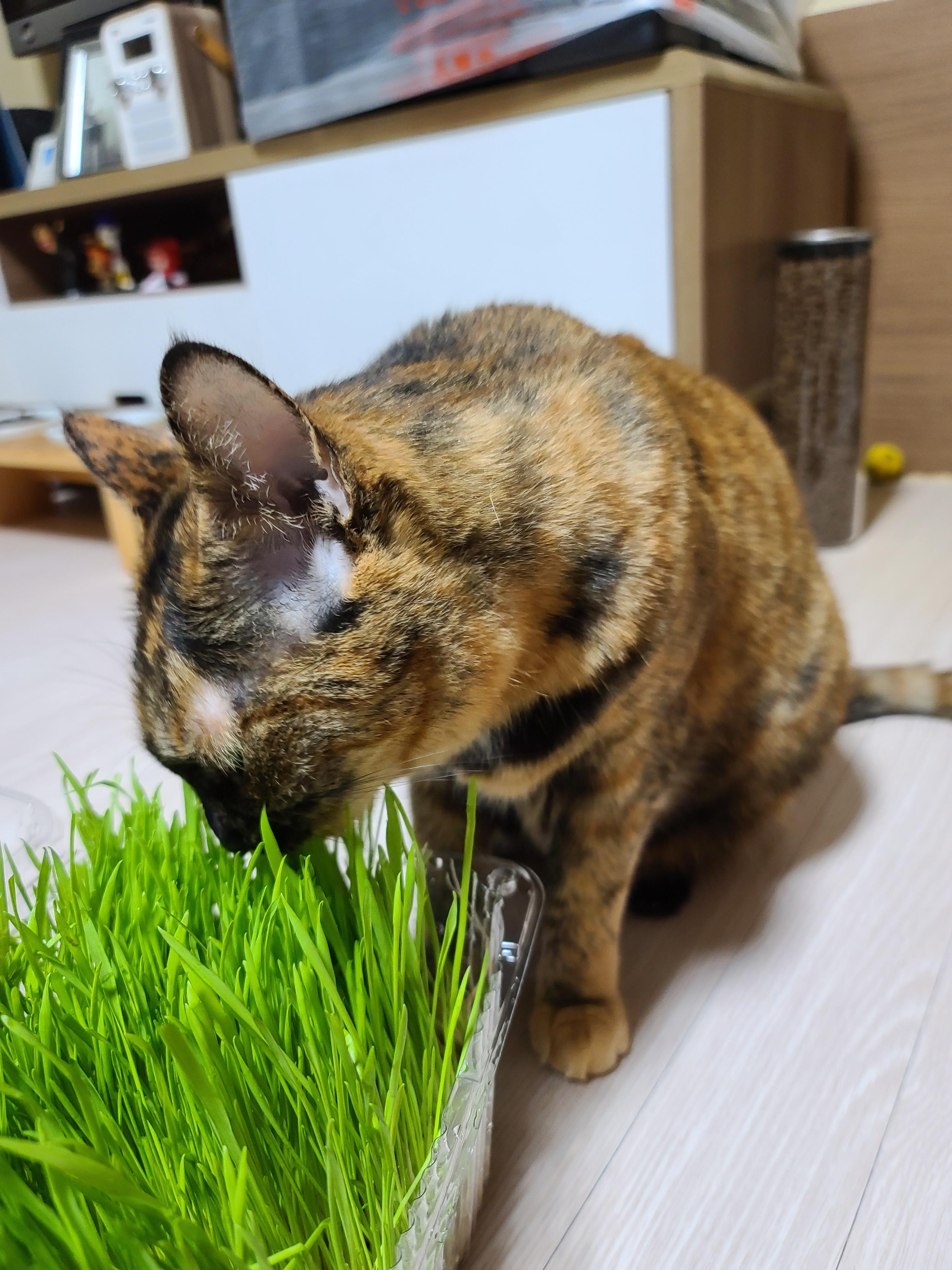 고양이 캣글라스 먹방 및 효능. 캣글라스를 대하는 아홉냥이들의 자세.