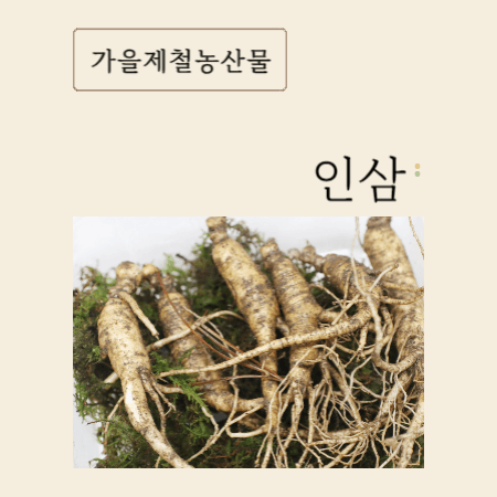 가을제철농산물 인삼