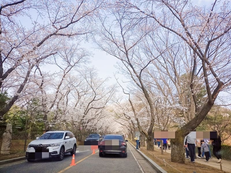 용인 호암미술관 앞 희원 가실벚꽃길 드라이브 모습