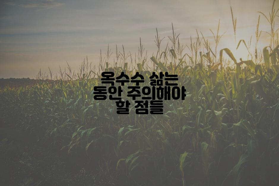 옥수수 삶는 동안 주의해야 할 점들