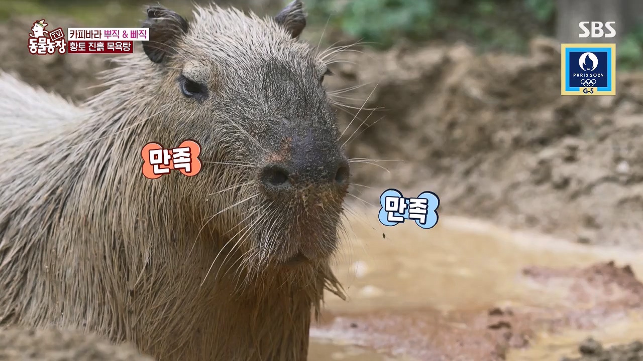 TV 동물농장.E1181.240722p-NEXT.mp4_20240721_165552.613.jpg