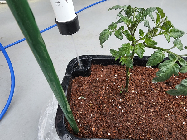 테라스 텃밭 집에서 방울토마토를 기르다 22