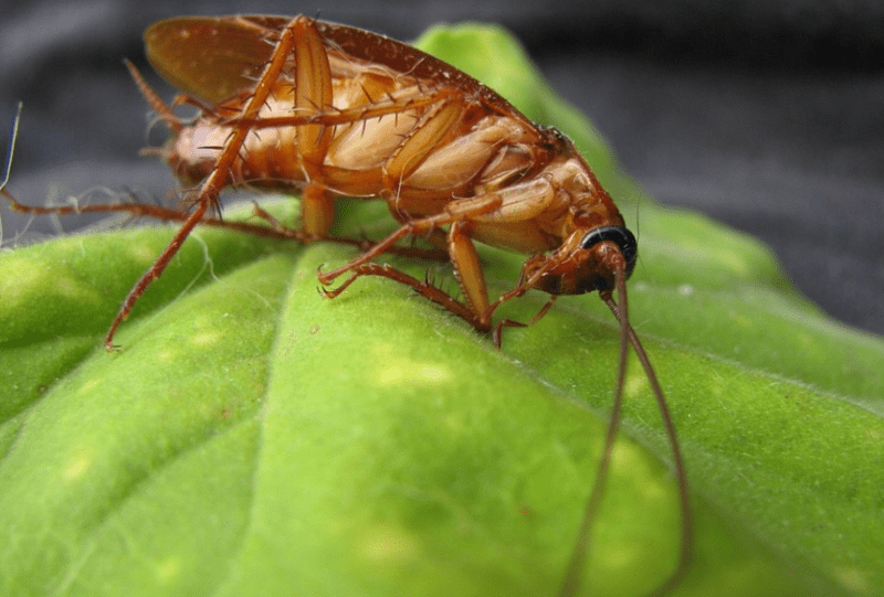 바퀴벌레 특징