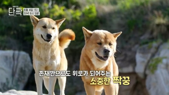 동물극장 절친 이용오 반려견, 동해, 동해, 동해, 자연제작, 아일랜드 위치 19차 동물극장 절친 황도, 동해, 동해, 아일랜드 블루스 촬영지 6월 4일 10