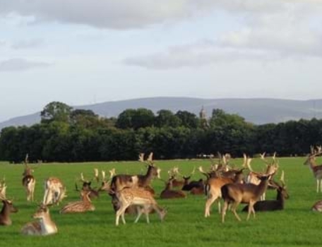 Park&#44; Ireland