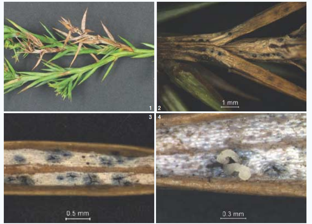  향나무 눈마름병 (Bud blight of Chinese juniper)