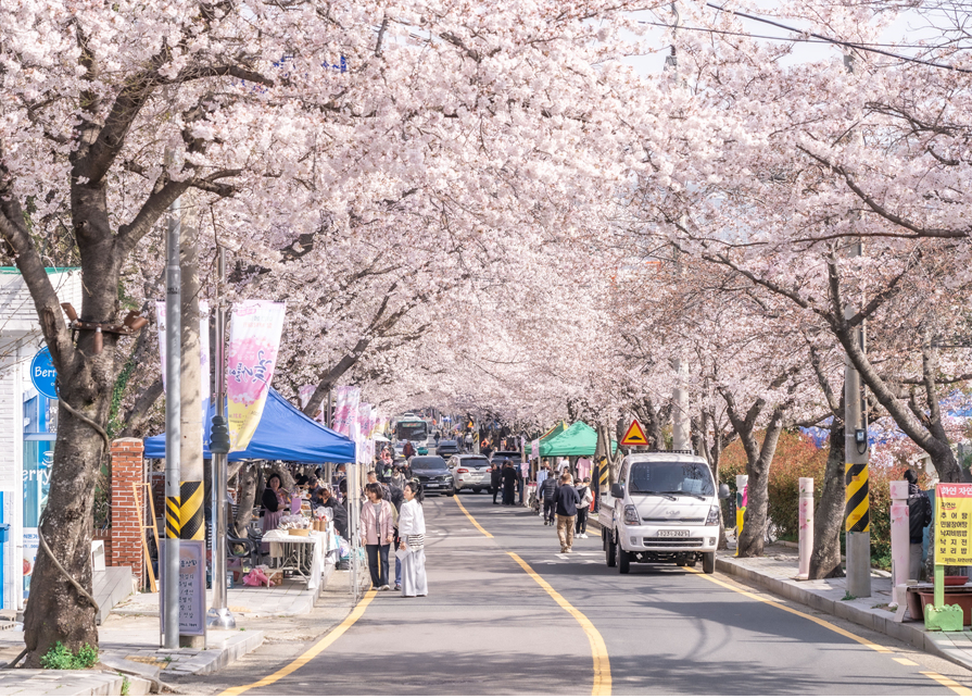 통영 봉숫골 벚꽃길 벚꽃