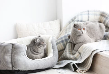 스코티시 폴드/출처: Adobe Stock