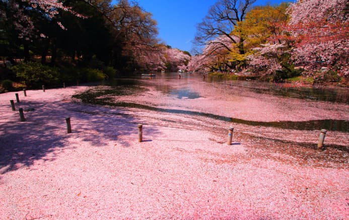 이노카시라공원-벚꽃