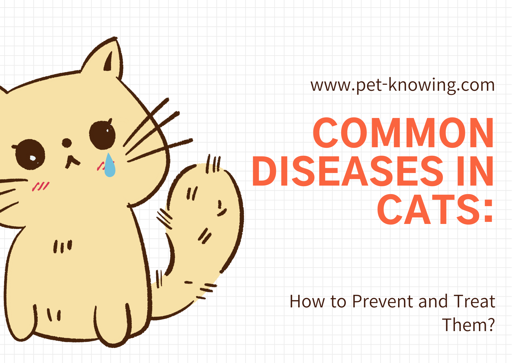 고양이가 잘 걸리는 질병: 어떻게 예방하고 치료할까요?
