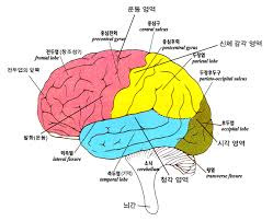 두뇌의사고