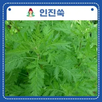 인진 이미지