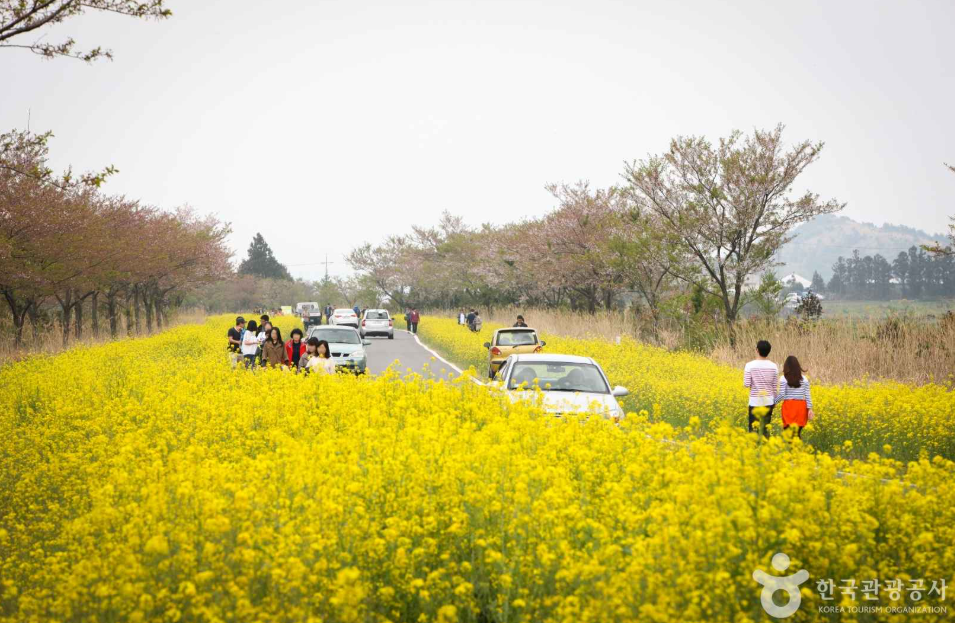 제주 유채꽃 명소