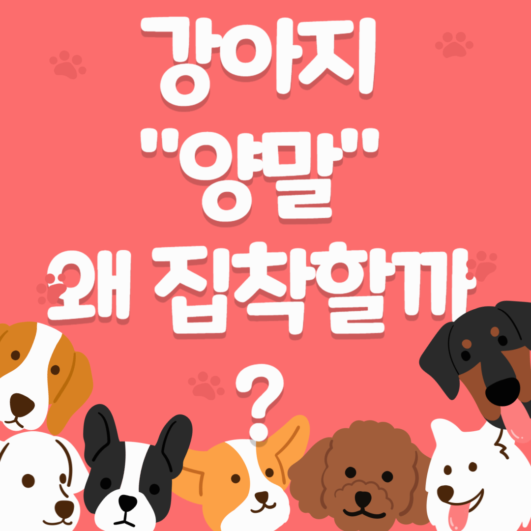 왜 강아지들은 양말에 집착할까?