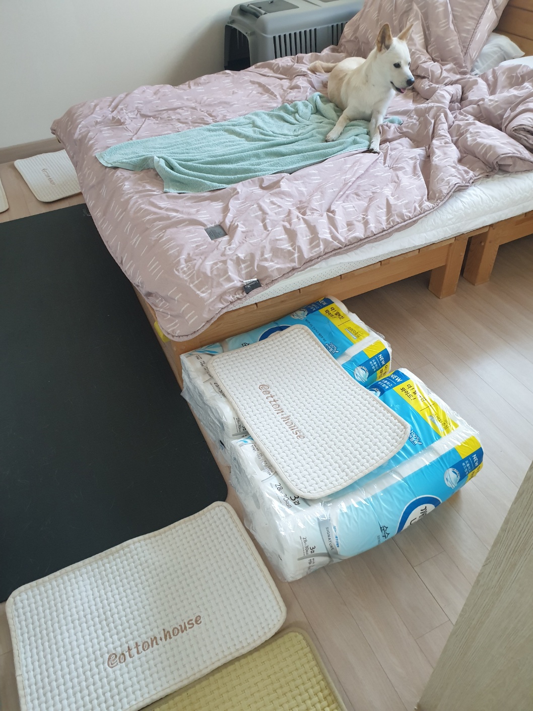 강아지-계단-추천-두루마리-화장지-팩