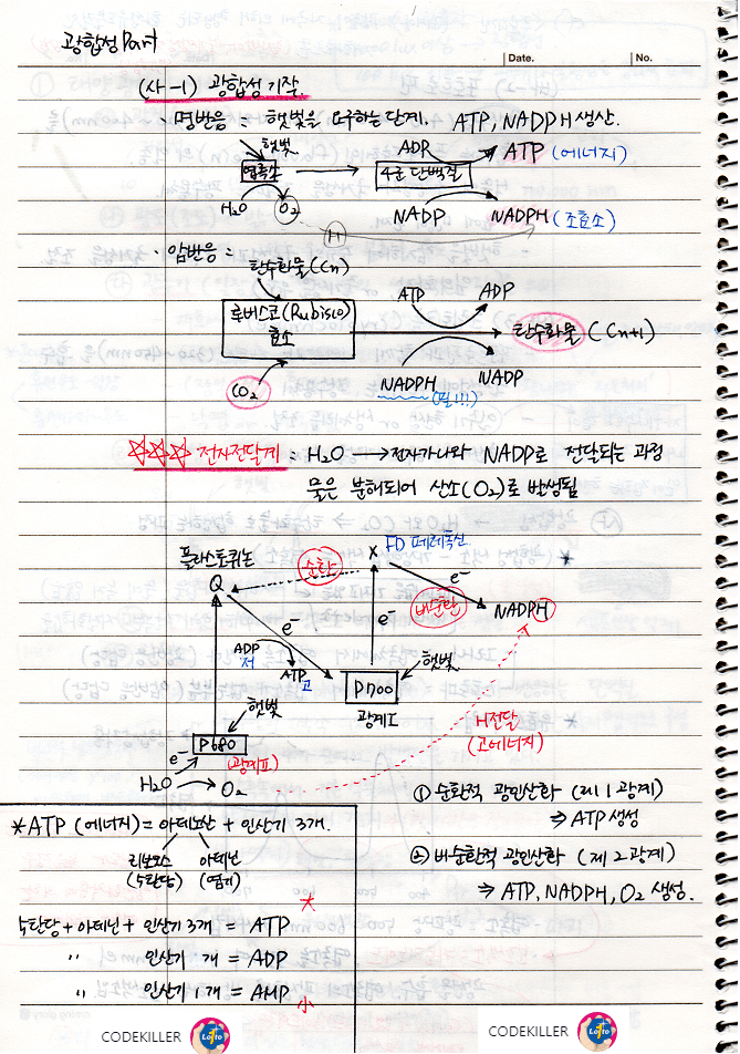  [수목생리학] 광합성 기작