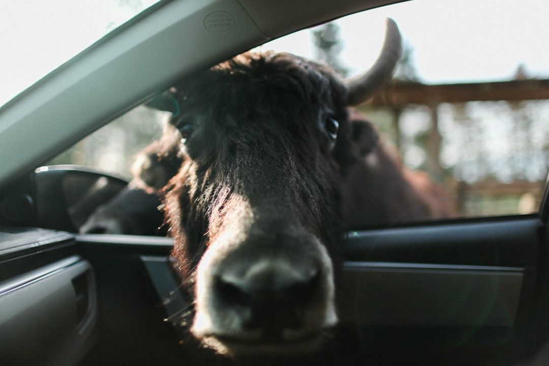 Ox