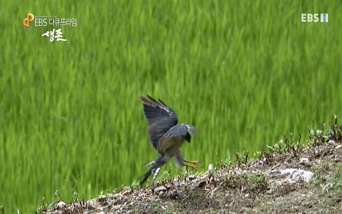 생존 3부_ EBS 다큐프라임_ 220629.avi_20220701_205913.740.jpg