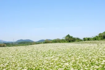 2025 제주도 웨이뷰 메밀꽃밭 축제에서 웨이뷰로 사랑하는 사람들과 행복한 시간 보내기_9