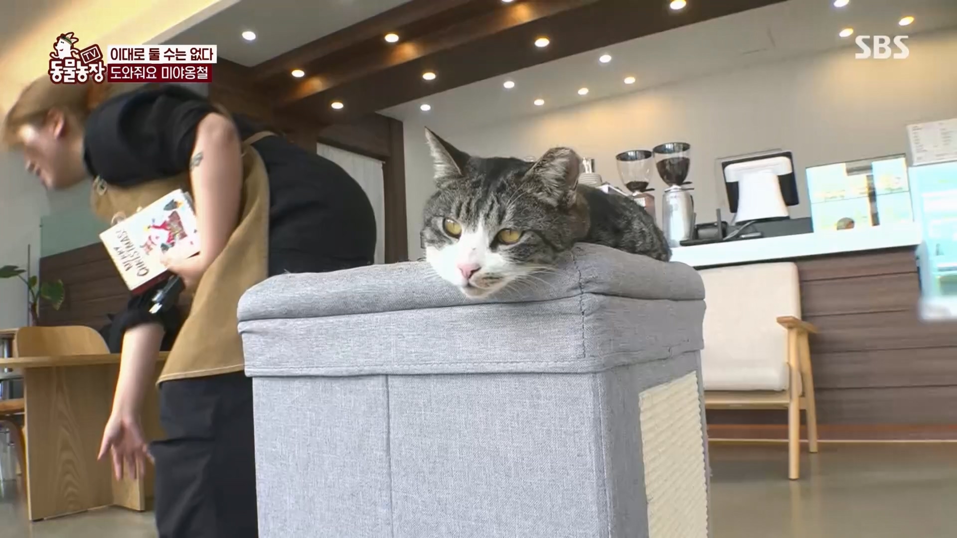 TV 동물농장.E1159.240218p.H264-F1RST.mp4_20240218_170008.555.jpg