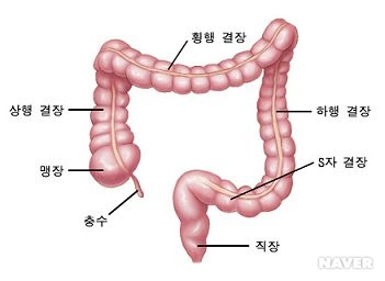 대장암 완전 정복 - 대장암 증상 및 예방법, 조기 진단, 치료법 총정리 - 대장암 완전정복 - 대장암 정의 대장암 완전 정복 - 대장암 증상 및 예방법, 조기 진단, 치료법 총정리 - 대장암 완전정복 - 대장암 정의