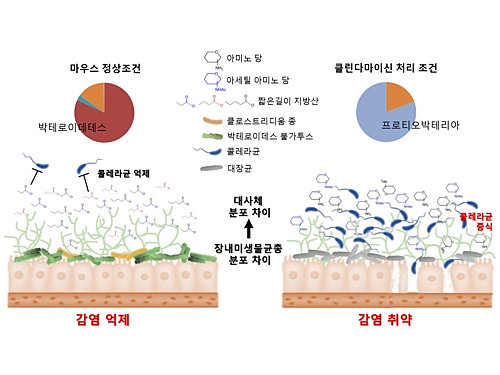 비오플 250 캡슐의 효능