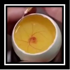 병아리는 왜 노란색입니까?