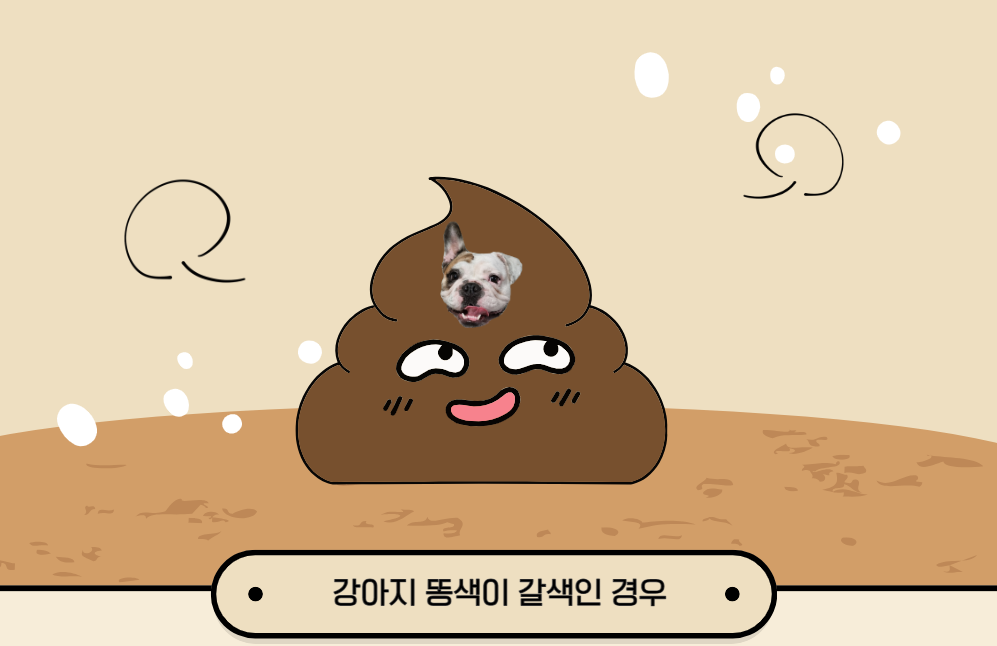 강아지 똥 색깔 상태로 건강을 확인하는 방법