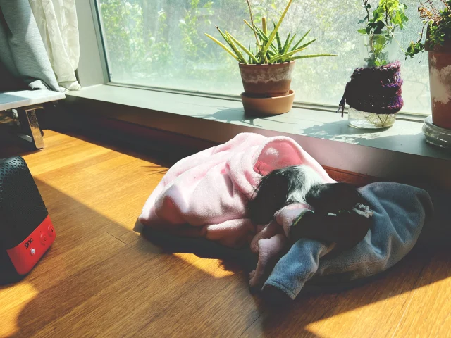강아지가 죽기 전 증상들- 햇빛 들어오는 창가에서 누워 있는 강아지 파피용