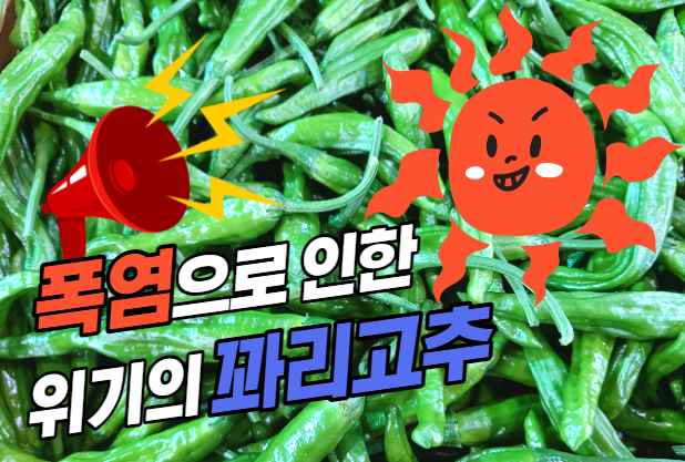  [경매사의 주간보고] 폭염으로 인한 위기의 꽈리고추!