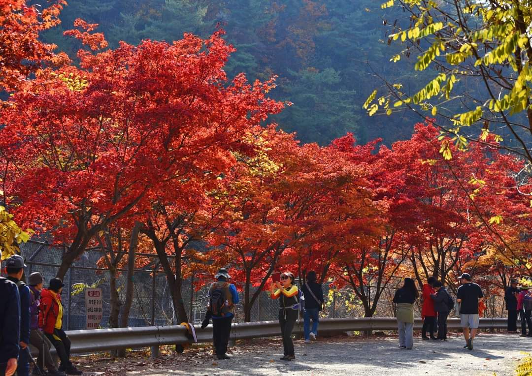 2024 10월 안양 축제 모음5