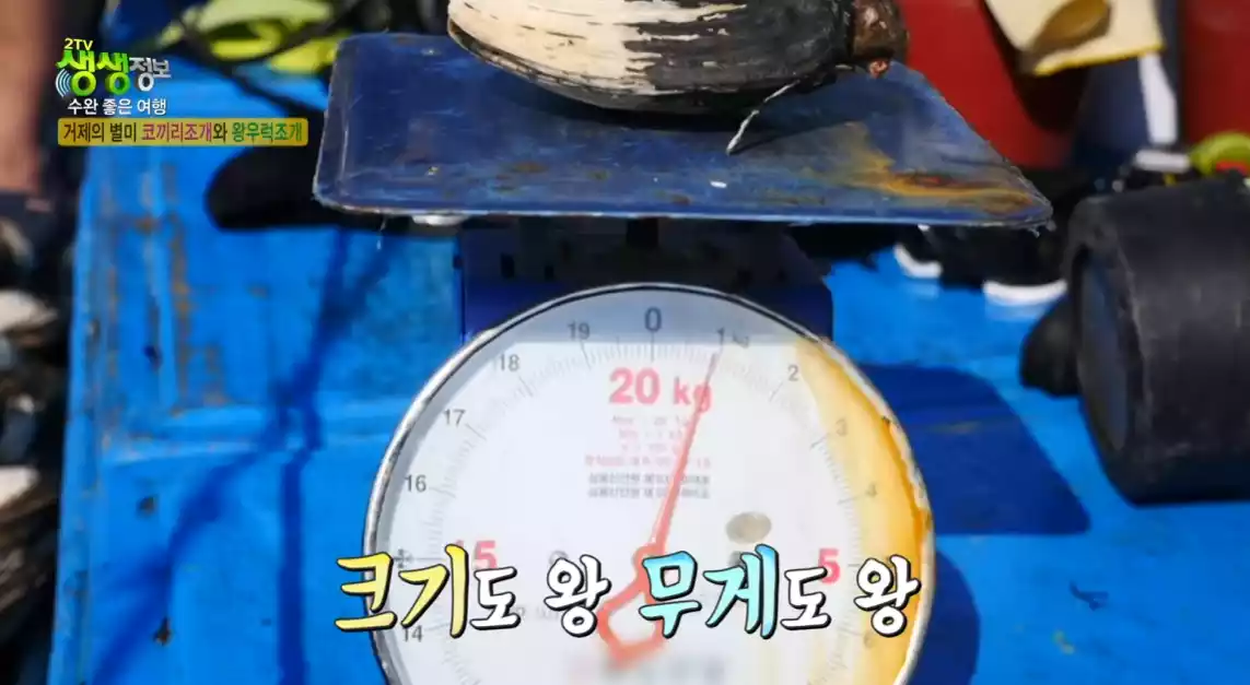 왕우럭 조개 무게