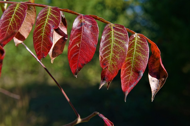 sumac2