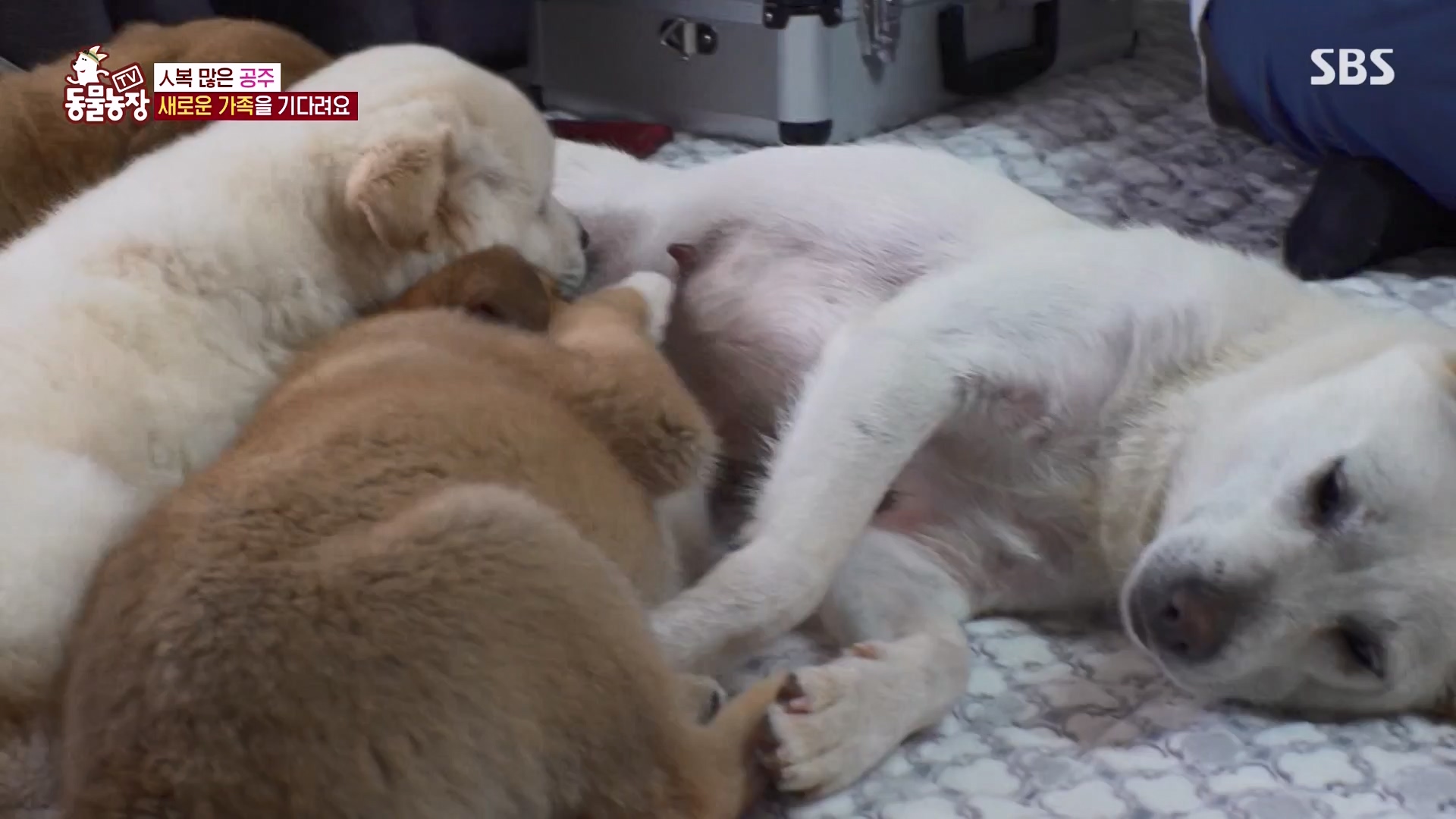 TV 동물농장.E1163.240317p-NEXT.mp4_20240317_171053.745.jpg