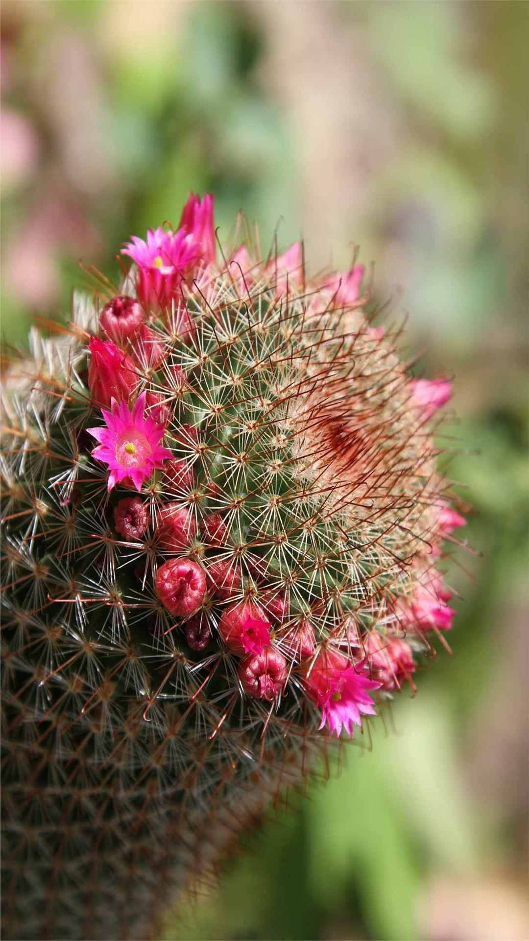 Cactus Flower iPhone Wallpaper