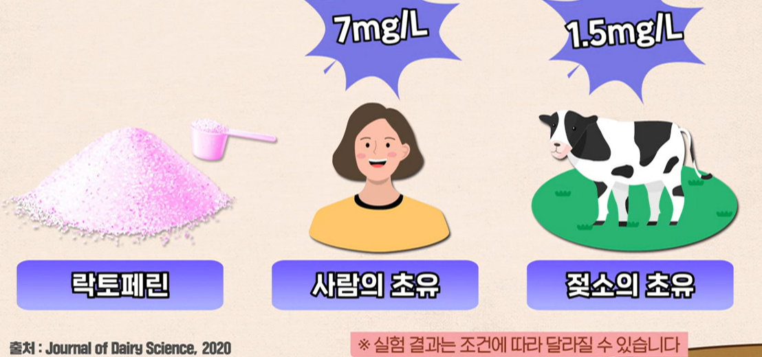 락토페린