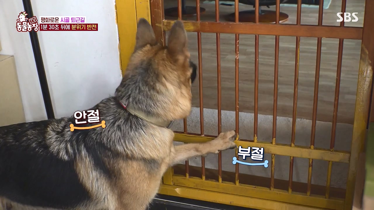 TV 동물농장.E1176.240617p-NEXT.mp4_20240616_171020.562.jpg