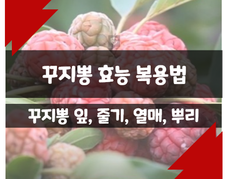  꾸지뽕 효능, 구지뽕 먹는 방법 활용법