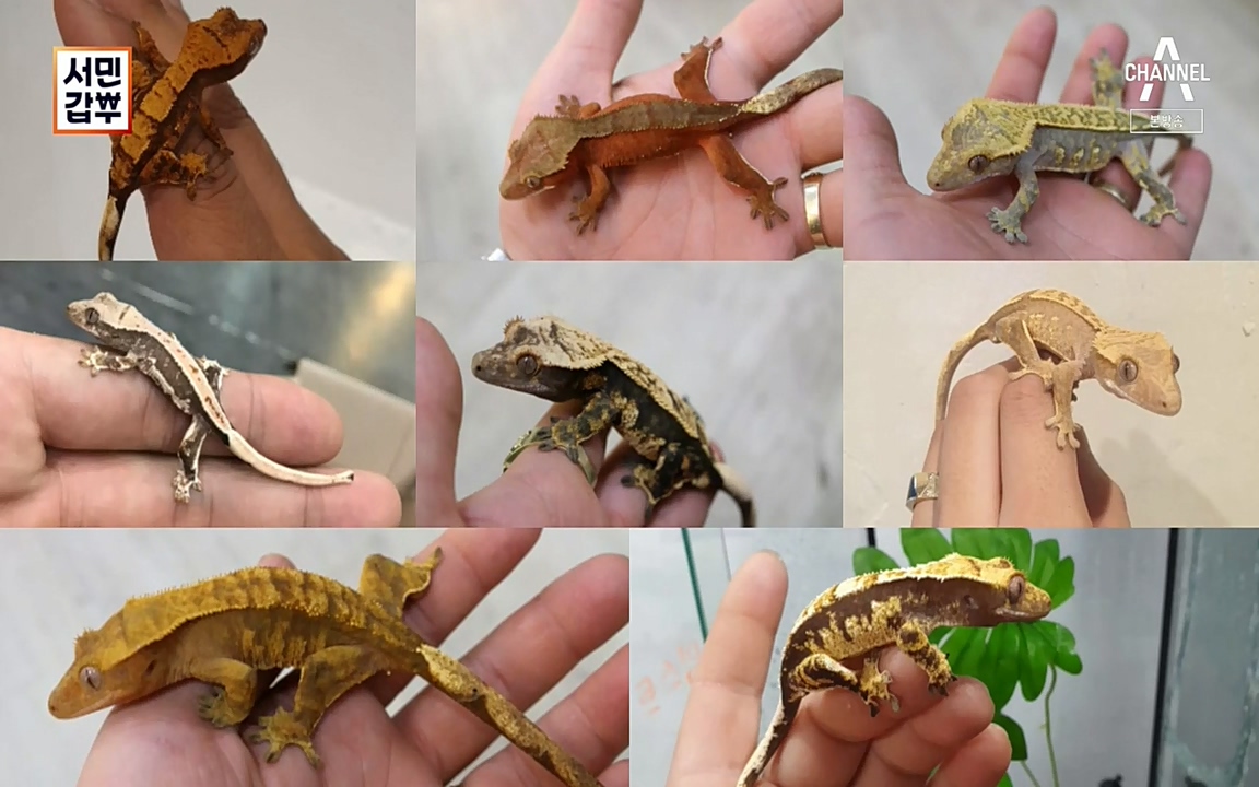 서민 갑부.E381.220431p-NEXT.mp4_20220501_174235.591.jpg