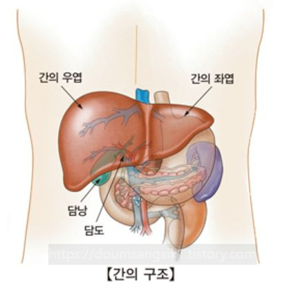 A형 간염 사진