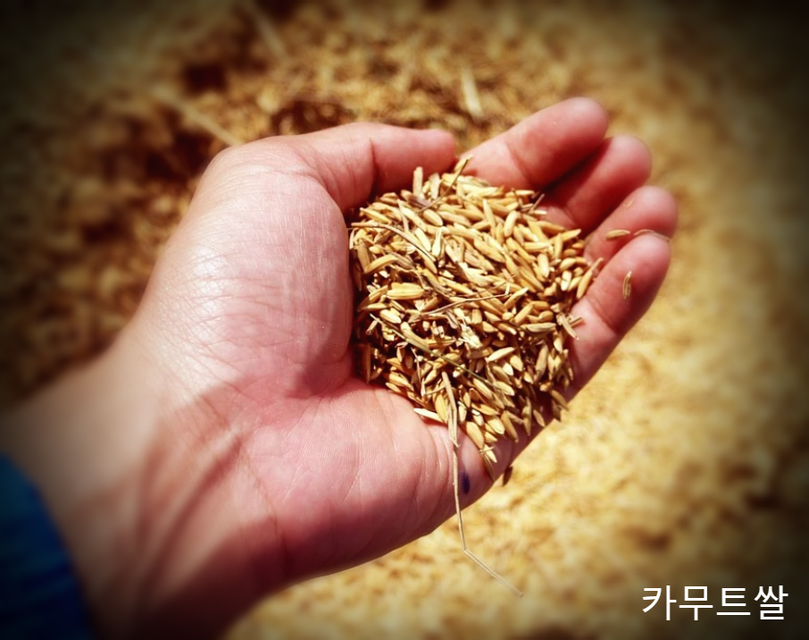  카무트쌀 효능 그리고 부작용을 알아봅시다