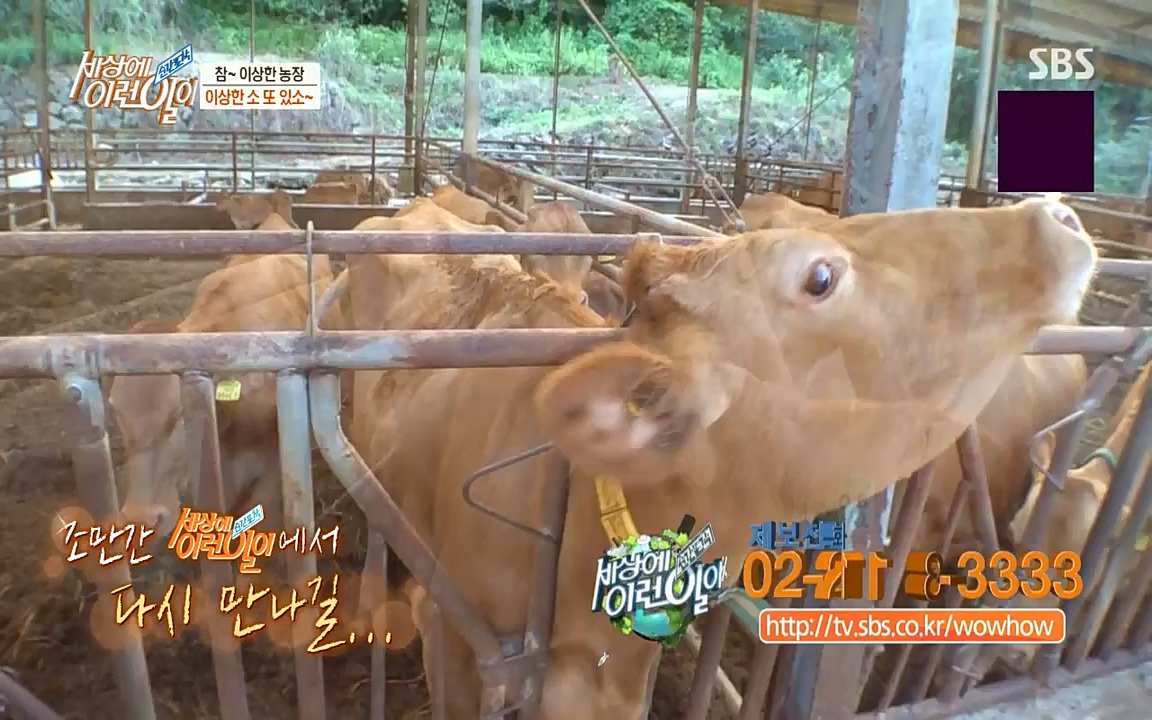 순간포착 세상에 이런일이.E1190.220727p-NICE.mp4_20220727_202108.240.jpg