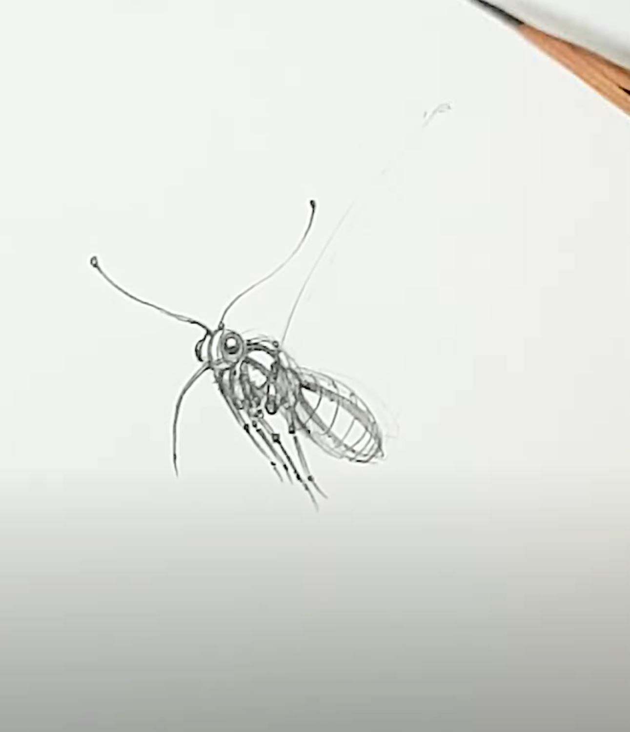 나비 그리기5