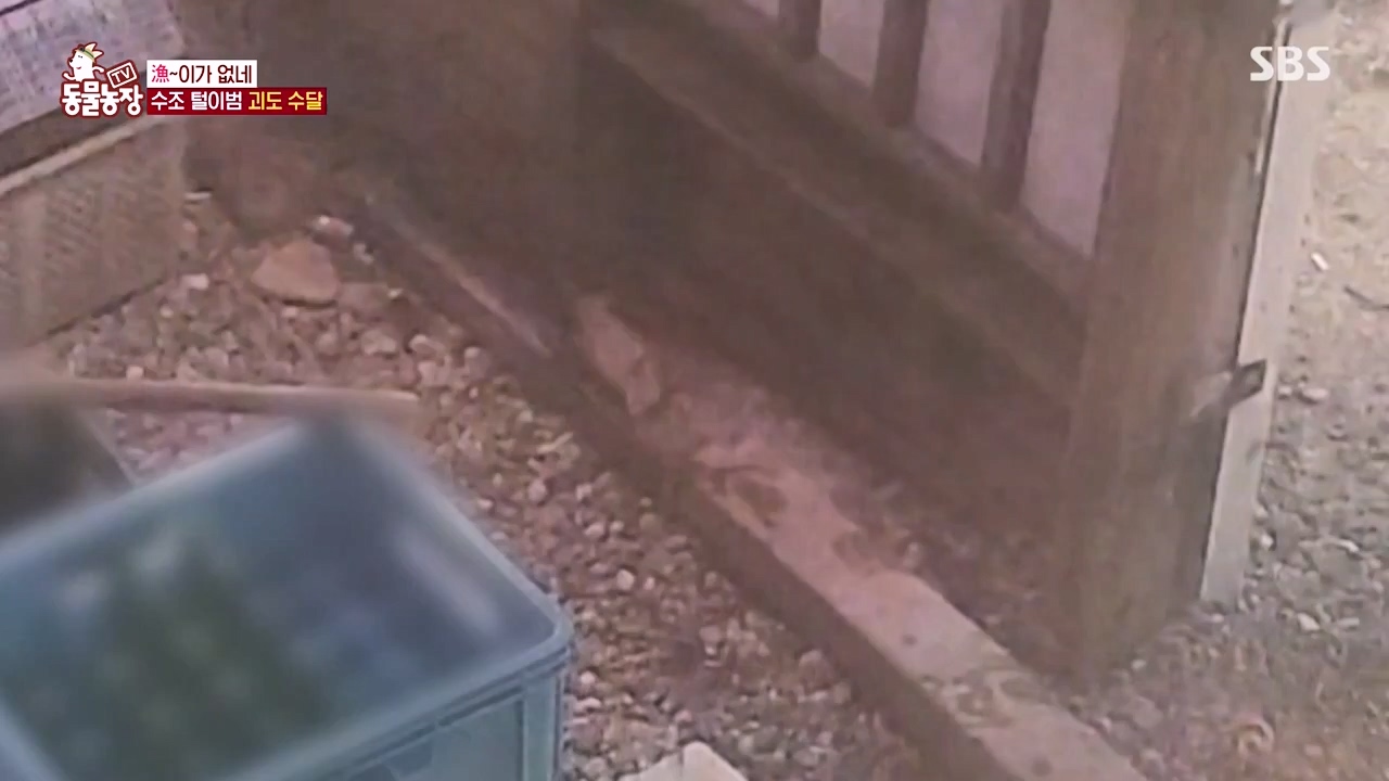 TV 동물농장.E1168.240422p-NEXT.mp4_20240421_170937.317.jpg