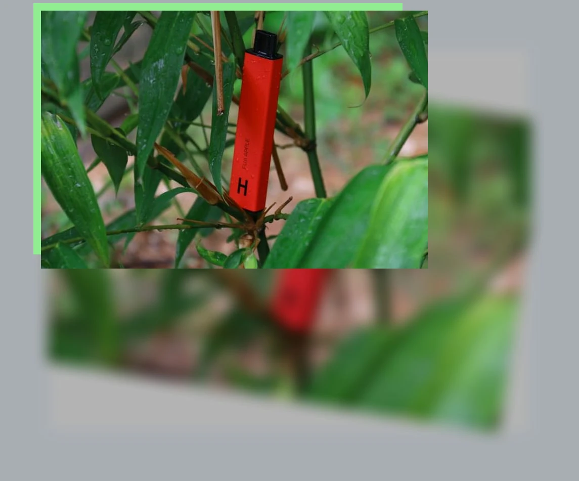 은행잎 추출물_1_subsection