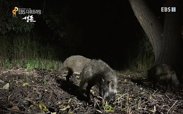 EBS 다큐프라임_ 220628.avi_20220629_210210.666.jpg