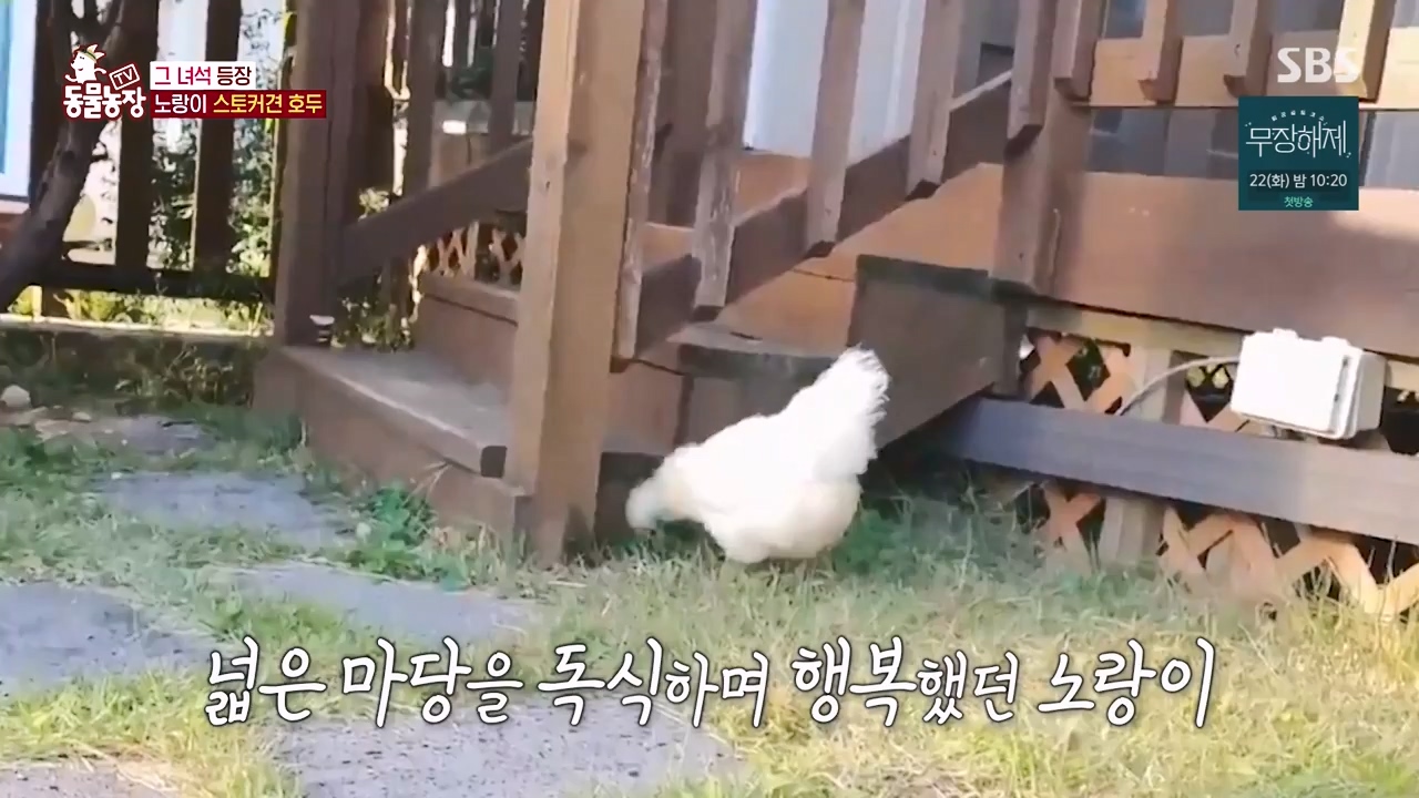TV 동물농장.E1133.230814p-NEXT.mp4_20230813_171326.640.jpg